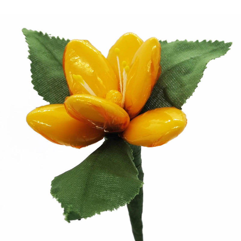 Magnolia | Colori assortiti - I.R.C. William Di Carlo Srl